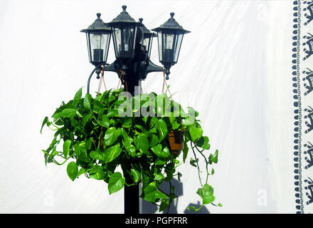 Lantern with plants on the background of white sheet with black canvas, summer day Stock Photo
