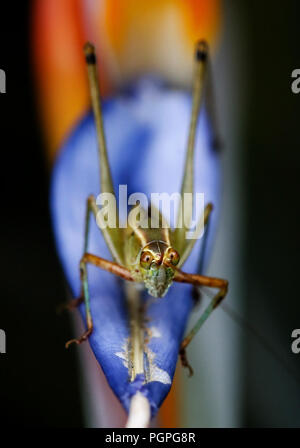 Los Angeles, California, USA. 27th Aug, 2018. A cricket stays on a bird-of-paradise is seen on August 27, 2018 in Los Angeles Credit: Ringo Chiu/ZUMA Wire/Alamy Live News Stock Photo