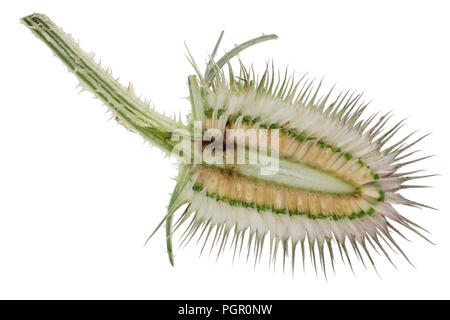 The spiny dry ripe bud of a thistle plant  with seeds is cut in half. Isolated on white studio macro shot Stock Photo