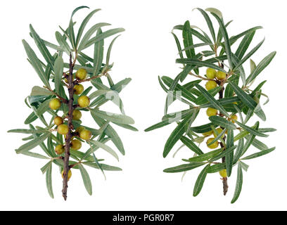 Unripe  summer berries of sea buckthorn on branches with leaves - a view from two sides. Stock Photo