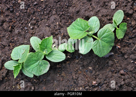 Young sprouts of cucumbers in the spring vegetable garden bed. The technique of soft selective focus is used. Stock Photo