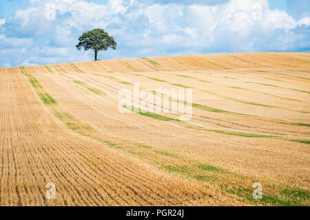 A lone tree on the skyline of a stubble field. Stock Photo