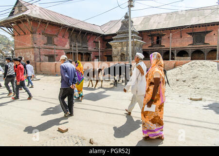 KATMANDU, NEPAL - MAR 6, 2017: Unidentified Chhetri people walk by the cows. Chhetris is the most populous ethnic group of Nepal Stock Photo