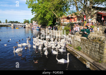 People feeding the Queen's mute swans on the River Thames at Windsor, Berkshire, England, UK Stock Photo