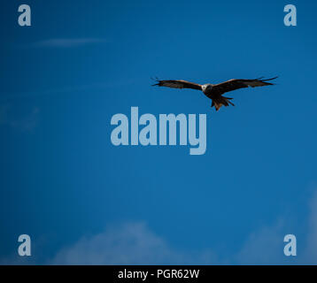Red Kite on the wing Stock Photo