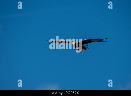 Red Kite on the wing Stock Photo