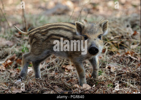 Wild boar piglet in the forest, spring, germany, (sus scrofa) Stock Photo