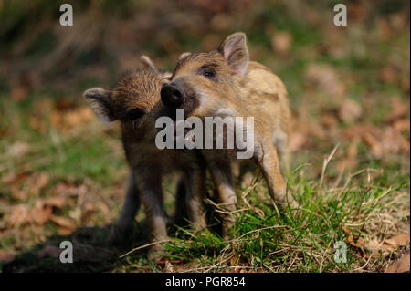 Wild boar piglets playing fight in the forest, spring, germany,  (sus scrofa) Stock Photo