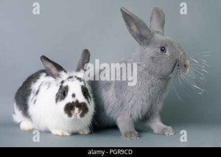 Two beautiful funny baby bunnies on a solid gray background. Stock Photo