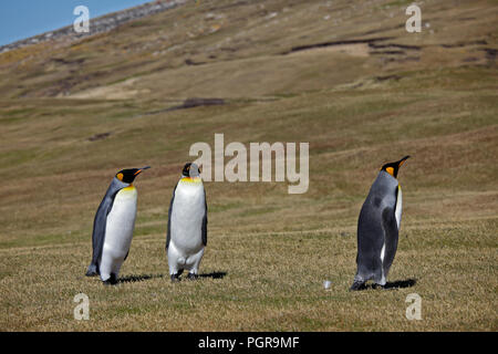 Three King Penguins (aptenodytes patagonicus) on Saunders Island, the Falklands, Southern Ocean Stock Photo