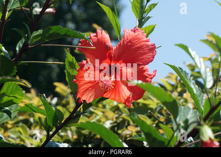 Red Hibiscus Flower Stock Photo