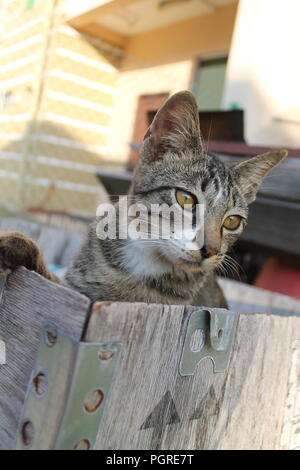 cats and flowers Stock Photo