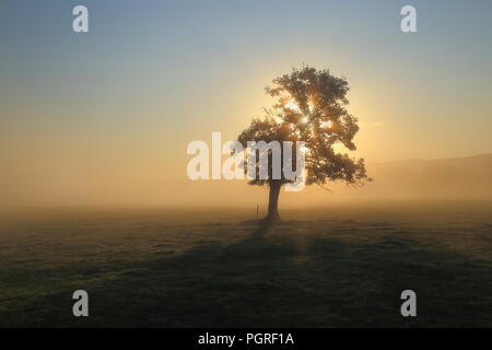 Rays of sunlight shining through tree on a misty morning in Axe Valley in East Devon Stock Photo