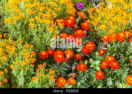 Mixed marigolds, Tagetes tenuifolia and patula, summer annual flower garden bed, Marigold, Marigolds, flower bed border Stock Photo