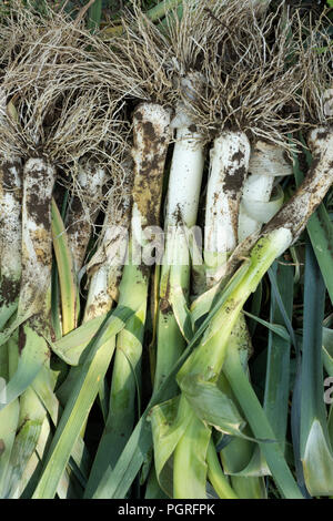 Allium ampeloprasum, freshly picked leeks in the garden Stock Photo