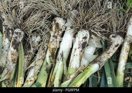 Allium ampeloprasum, freshly picked leeks in the garden Stock Photo