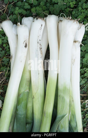 Allium ampeloprasum, freshly picked leeks in the garden Stock Photo