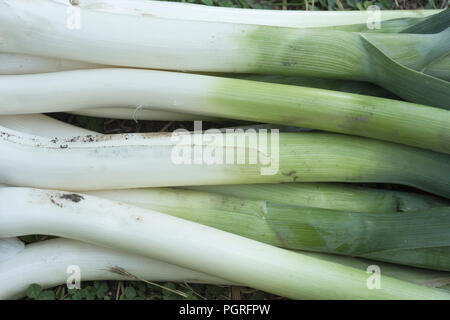 Allium ampeloprasum, freshly picked leeks in the garden Stock Photo