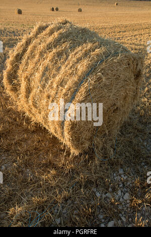 Cereal field, cereal collection, straw Stock Photo