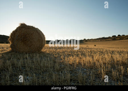 Cereal field, cereal collection, straw Stock Photo
