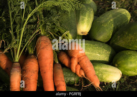 Fresh vegetables, Carrots and cucumbers, in the vegetable garden Stock Photo