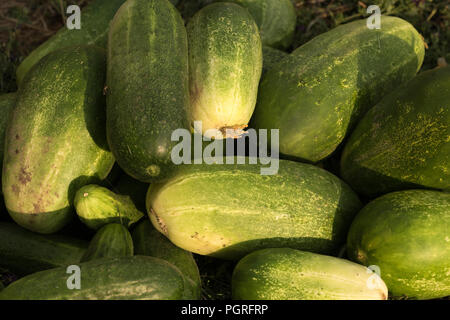 Fresh vegetables, cucumbers, in the vegetable garden Stock Photo