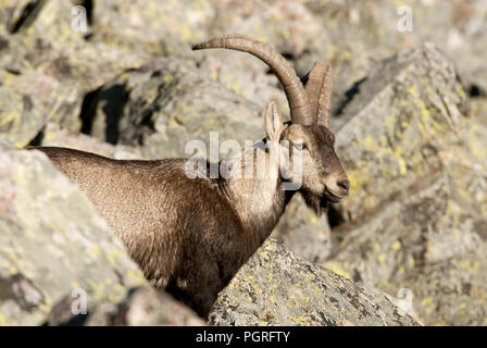 Iberian ibex, Capra pyrenaica, Iberian Ibex, Spain, on top of the rock Stock Photo