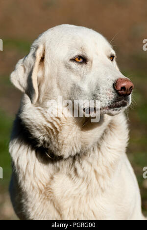 Portrait of sheepdog in a meadow, breed Mastin Stock Photo