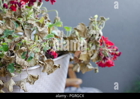 Half-Dead and shriveled plant Pelargonuim, in a plastic pot, on the balcony. Plant after no care, no watering, without sun shine. Stock Photo