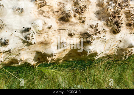 Side view of old log lying on the grass. Tree trunk without bark. Macro. Texture of timber.  Natural background Stock Photo