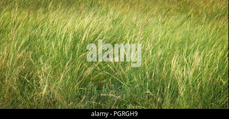 Feather grass field close up. Green grass texture. Summer plain background Stock Photo