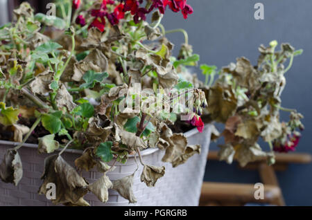 Half-Dead and shriveled plant Pelargonuim, in a plastic pot, on the balcony. Plant after no care, no watering, without sun shine. Stock Photo