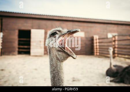 closeup shot of yawning ostrich in corral at zoo Stock Photo