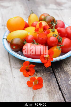 Solanum lycopersicum. Freshly harvested varieties of homegrown heirloom tomatoes with edible flowers, nasturtium and rosemary in enamel dish Stock Photo