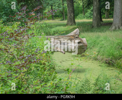 Withered fallen tree in the river Stock Photo - Alamy