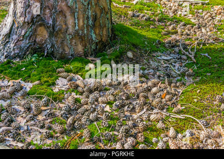 a lot of pine cones next to a tree trunk lying in the moss in the forest Stock Photo