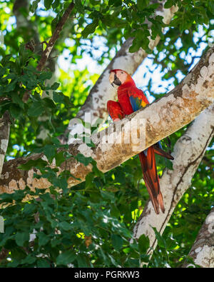 Scarlet Macaw on a tree branch, Costa Rica Stock Photo