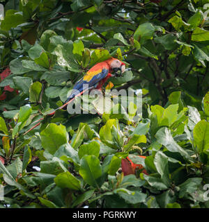 Scarlet Macaw on a tree branch, Costa Rica Stock Photo