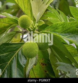 Durian Fruit-Maquenque National Wildlife Refuge, Costa Rica Stock Photo