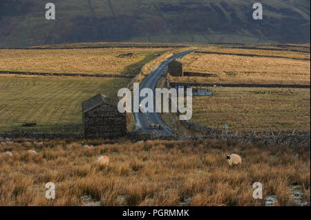 A farmer on a quad bike herds sheep along Buttertubs Pass, Swaledale, Yorkshire Dales National Park. Winter in England Stock Photo