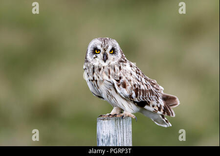 Short-eared owl, Aseo flammeius, UK Stock Photo