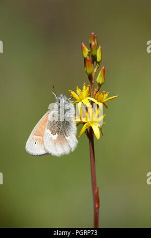 Large heath butterfly, North Uist, Scotland, UK Stock Photo