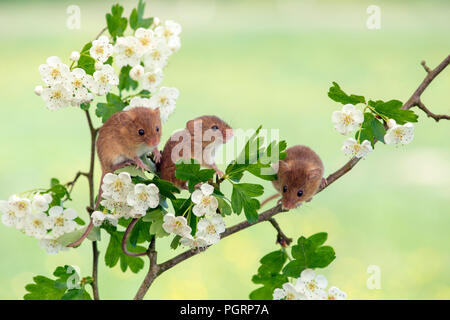 Harvest mice, Micromys minutus, UK Stock Photo