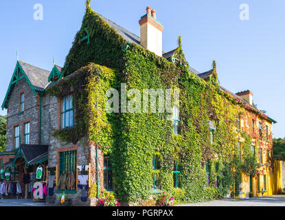Virginia creeper, Parthenocissus quinquefolia growing up the side of a large stone built building, Glengarriff, west cork, ireland. Stock Photo