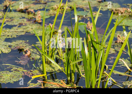 unbranched bur-reed (Sparganium emersum) Stock Photo