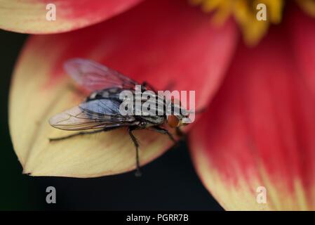 Horse-fly (Tabanoidea): a single horse-fly resting on a Dahlia petal Stock Photo