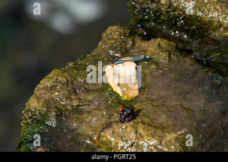 A male red-eyed damselfly (Erythromma najas) sitting on a small stone Stock Photo