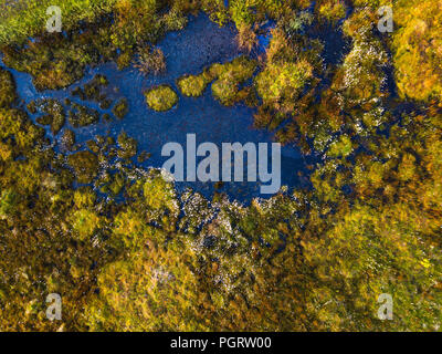 Aerial view of a boggy field full of cotton grass in Blackwater Falls State Park, West Virginia. Stock Photo