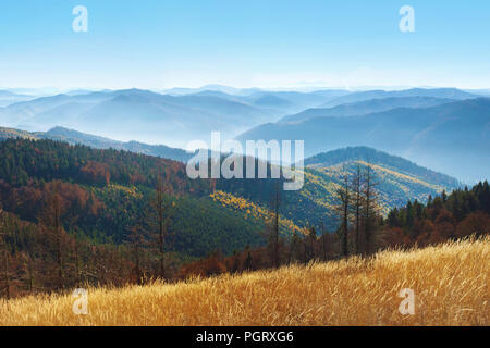 Pine trees in Smoky Mountains, TN, USA Stock Photo - Alamy