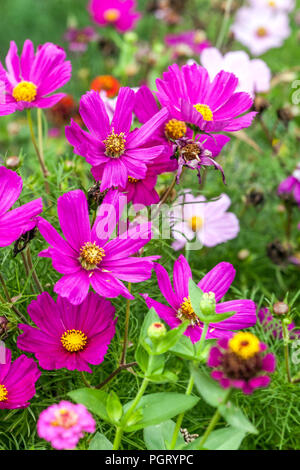 Mexican aster, Garden Cosmos, mixed Cosmos bipinnatus Stock Photo